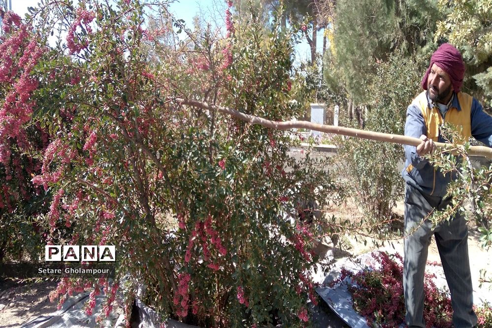 آغاز مراسم زرشک باز کنی در شهرستان درمیان خراسان جنوبی