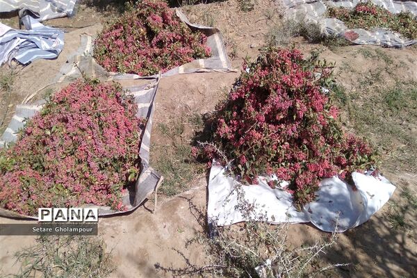 آغاز مراسم زرشک باز کنی در شهرستان درمیان خراسان جنوبی