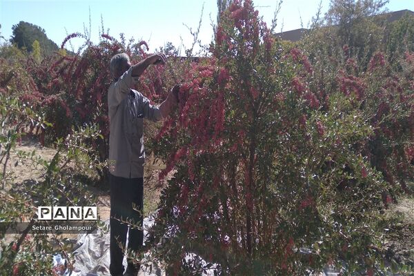 آغاز مراسم زرشک باز کنی در شهرستان درمیان خراسان جنوبی