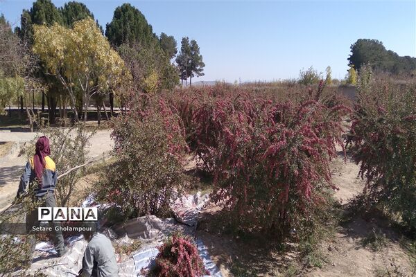 آغاز مراسم زرشک باز کنی در شهرستان درمیان خراسان جنوبی