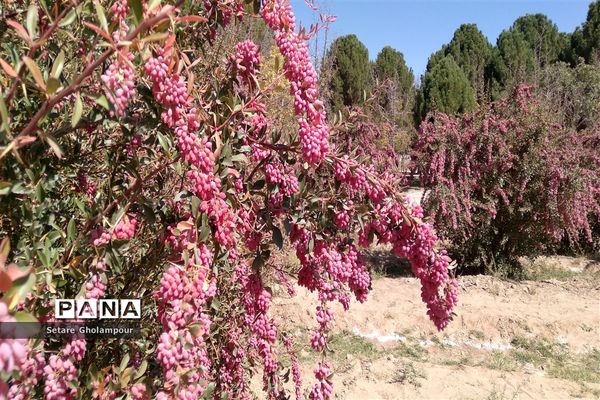 آغاز مراسم زرشک باز کنی در شهرستان درمیان خراسان جنوبی