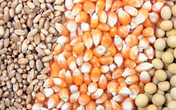 آلودگی ذرت‌های وارداتی هنوز ثابت نشده است