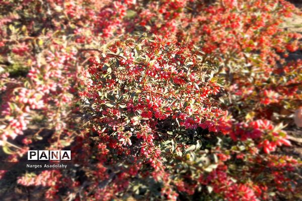 آغاز برداشت زرشک در شهرستان زیرکوه بیرجند