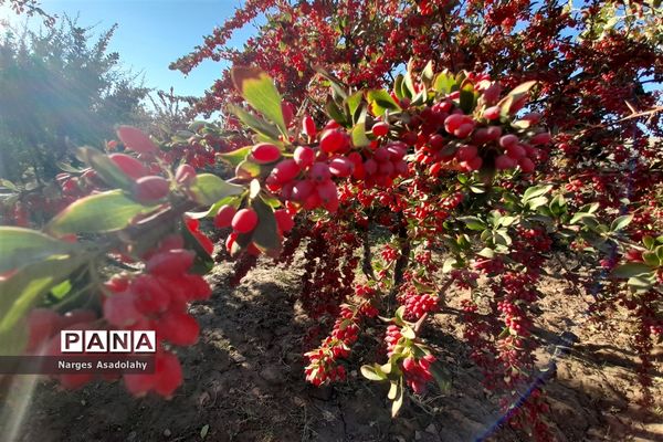 آغاز برداشت زرشک در شهرستان زیرکوه بیرجند