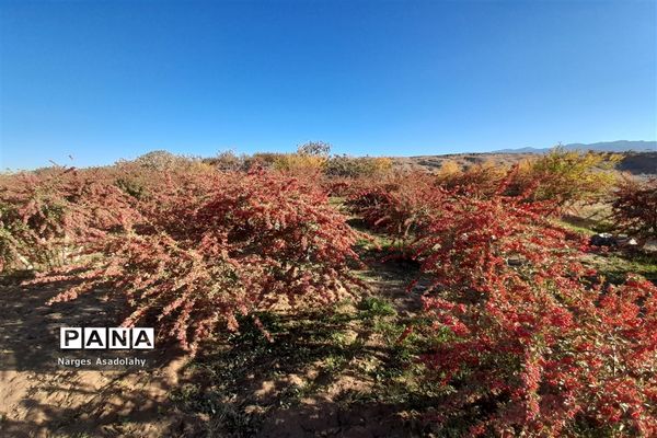 آغاز برداشت زرشک در شهرستان زیرکوه بیرجند