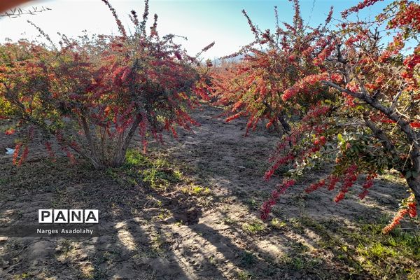 آغاز برداشت زرشک در شهرستان زیرکوه بیرجند