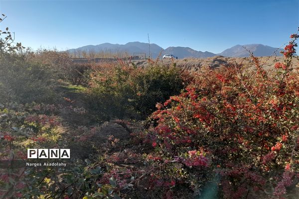 آغاز برداشت زرشک در شهرستان زیرکوه بیرجند