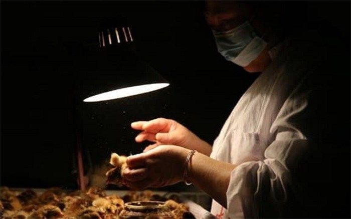 با عجیب‌ترین مشاغل آشنا شوید