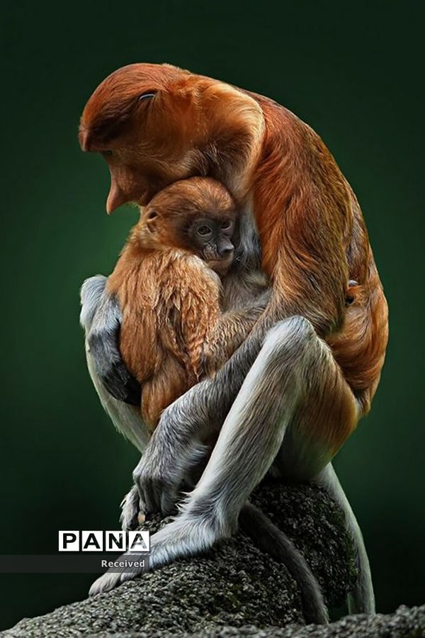 منتخب تصاویر مسابقه عکاسی حیوانات