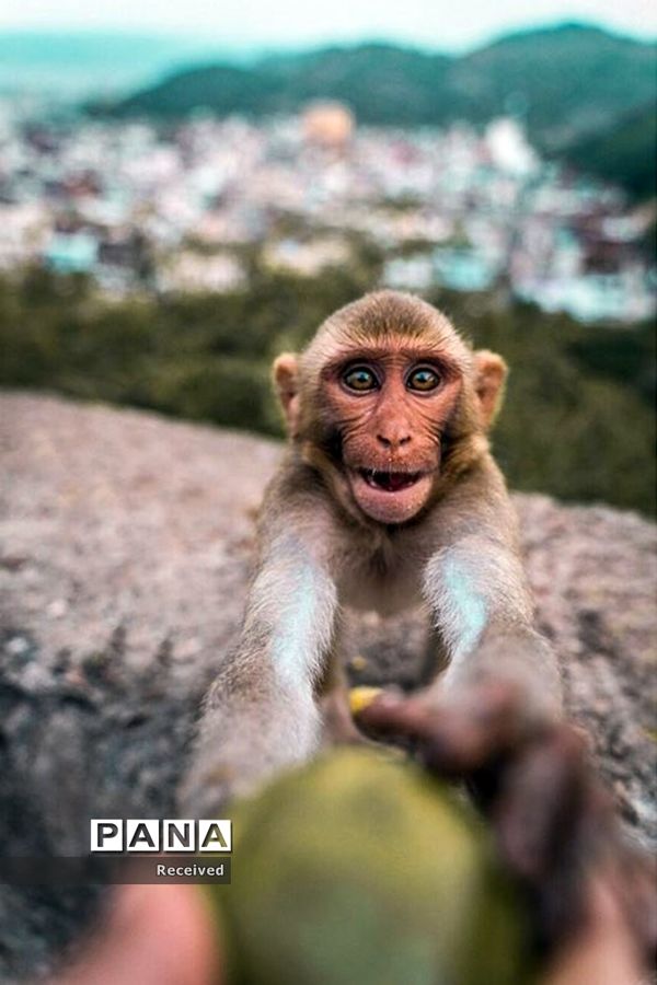 منتخب تصاویر مسابقه عکاسی حیوانات