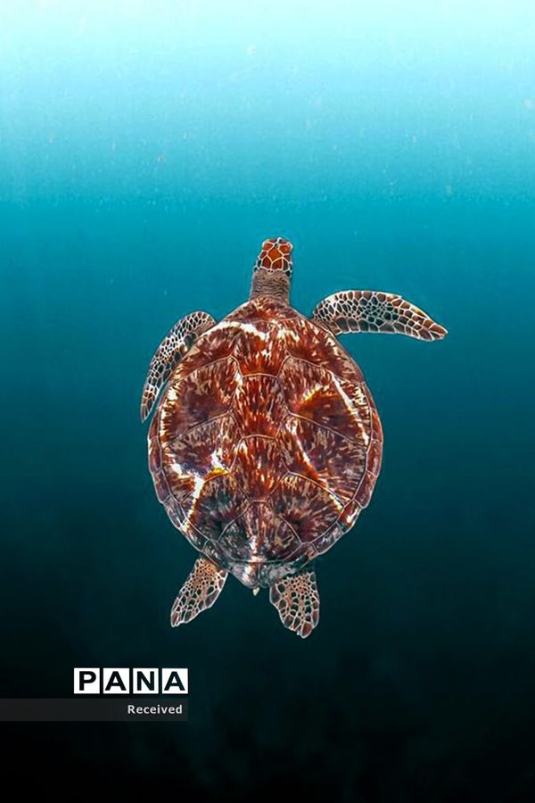 منتخب تصاویر مسابقه عکاسی حیوانات