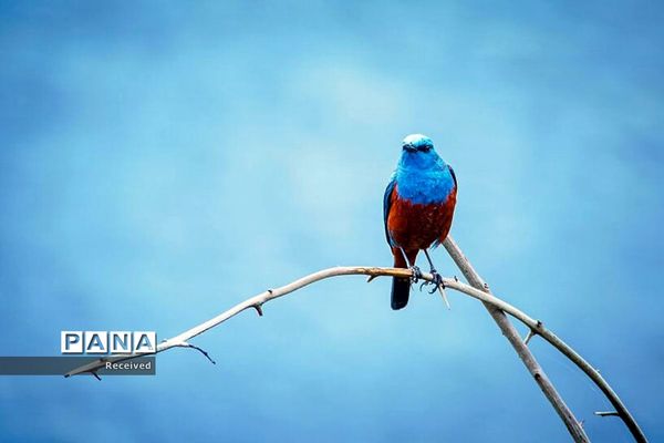 منتخب تصاویر مسابقه عکاسی حیوانات