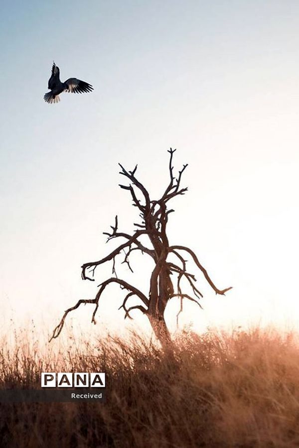 منتخب تصاویر مسابقه عکاسی حیوانات