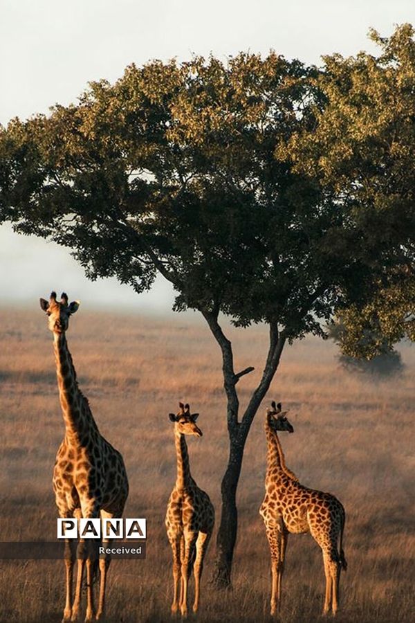 منتخب تصاویر مسابقه عکاسی حیوانات