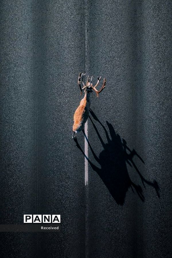 منتخب تصاویر مسابقه عکاسی حیوانات