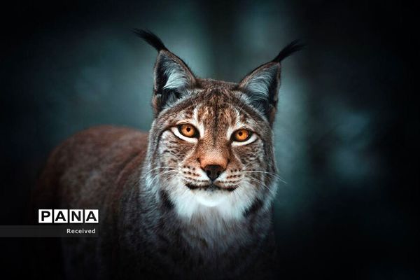 منتخب تصاویر مسابقه عکاسی حیوانات