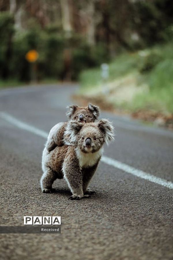 منتخب تصاویر مسابقه عکاسی حیوانات