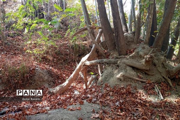 طبیعت طلایی رنگ در همین حوالی