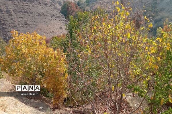 طبیعت طلایی رنگ در همین حوالی