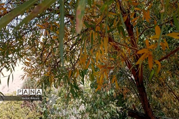 طبیعت طلایی رنگ در همین حوالی