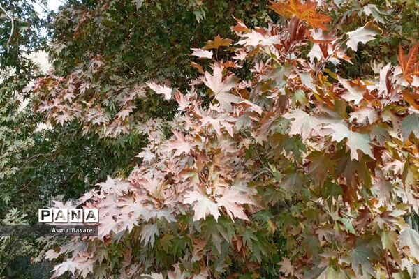 طبیعت طلایی رنگ در همین حوالی