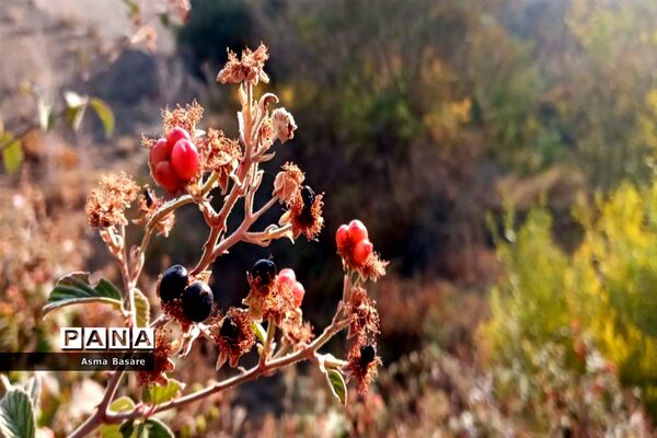 طبیعت طلایی رنگ در همین حوالی