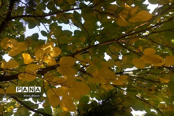 طبیعت پاییزی اردوگاه چمران