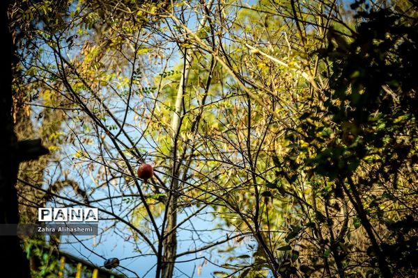 طبیعت پاییزی اردوگاه چمران