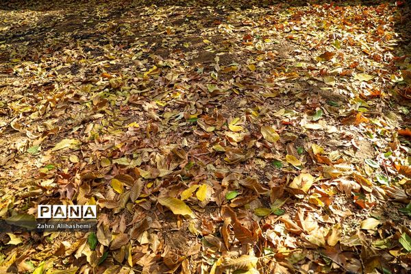 طبیعت پاییزی اردوگاه چمران