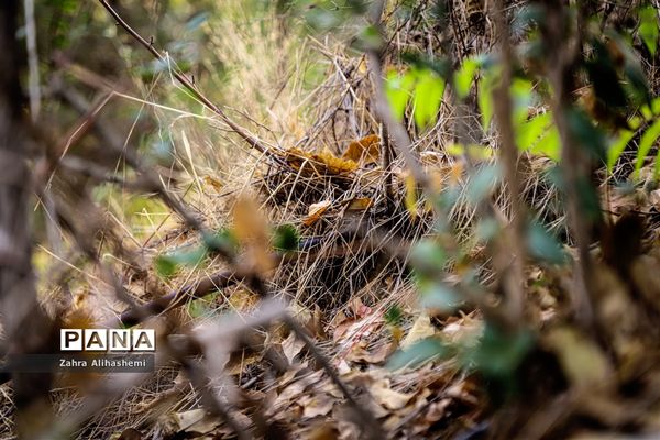 طبیعت پاییزی اردوگاه چمران