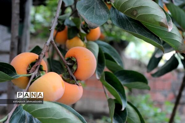 برنامه‌های هفته بسیج دانش‌آموزی در دبیرستان شاهد گلوگاه