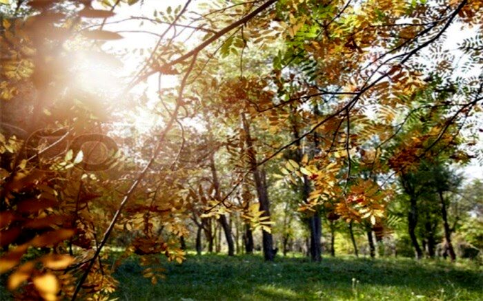 فواید حیرت انگیز نور طبیعی آفتاب بر انسان