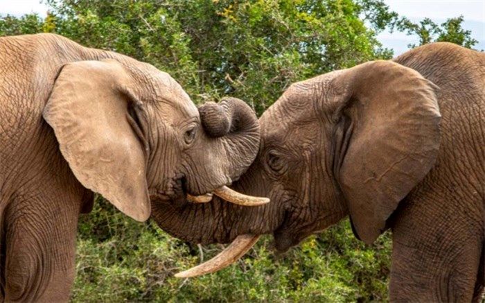 چرا پوست فیل چروکیده است