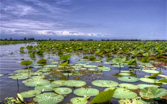 عمق  تالاب  انزلی تا ۳ مترافزایش یافت