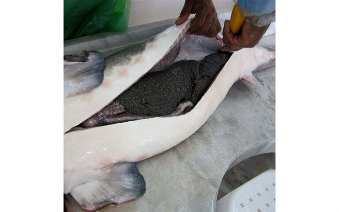 آمار وزارت جهاد از صادرات خاویار غلط است