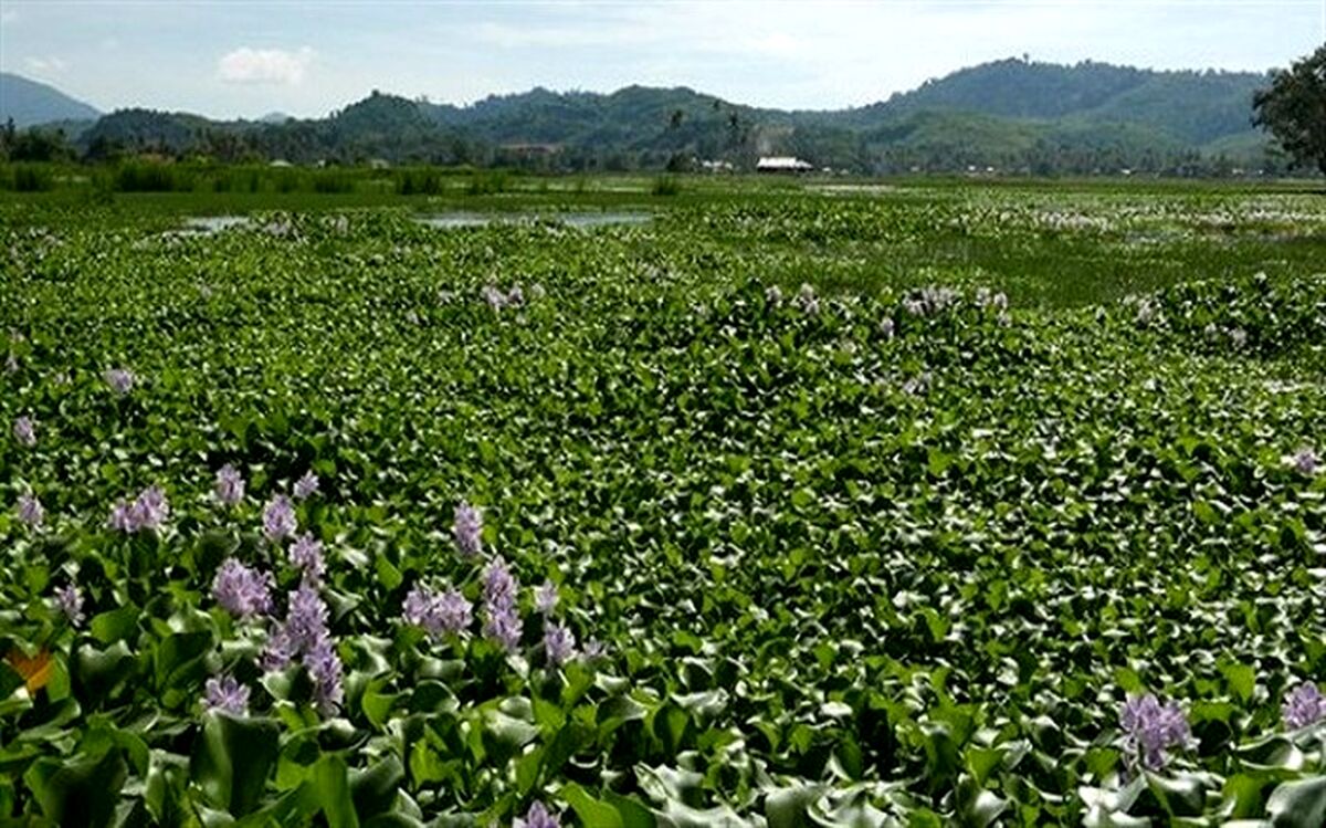 پاکسازی ۲۰۰ هکتاری تالاب انزلی از گونه مهاجم سنبل آبی