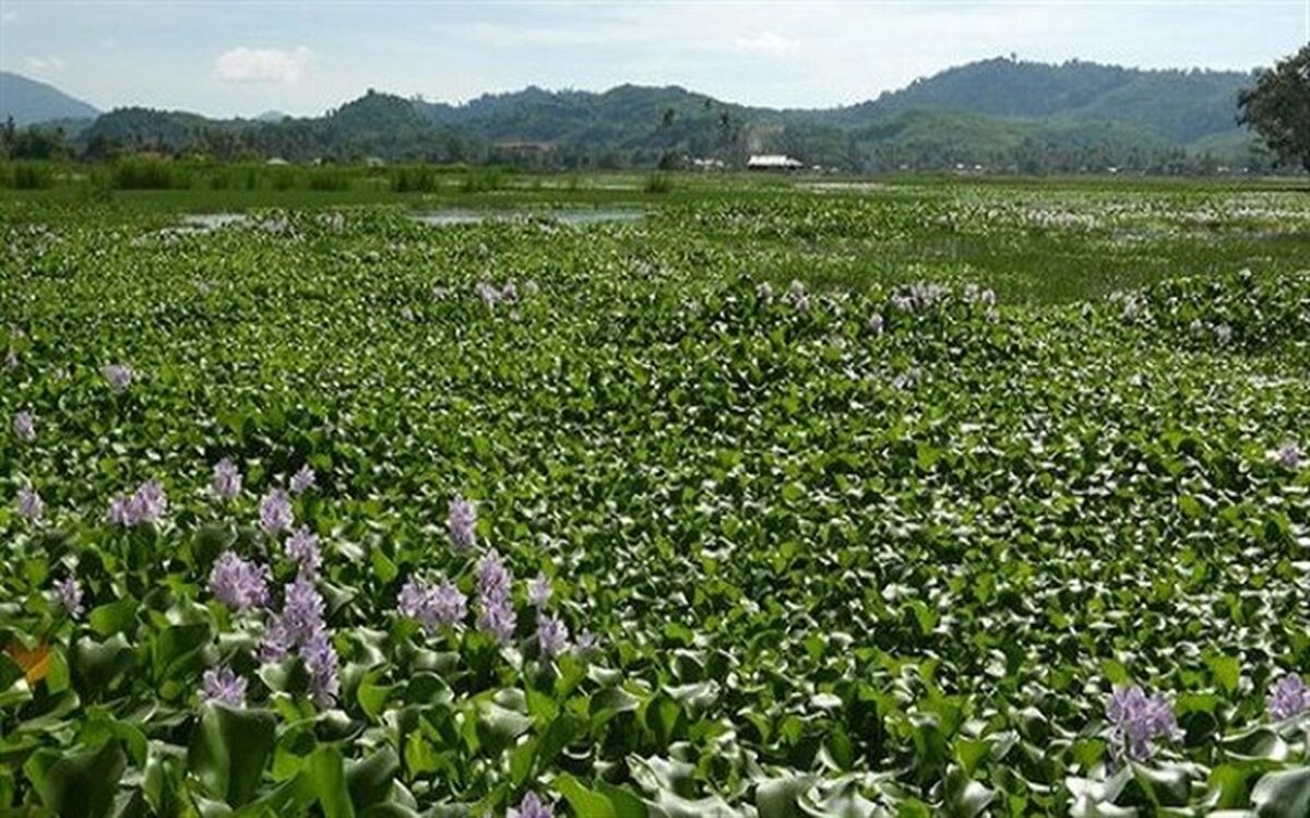 پاکسازی ۲۰۰ هکتاری تالاب انزلی از گونه مهاجم سنبل آبی
