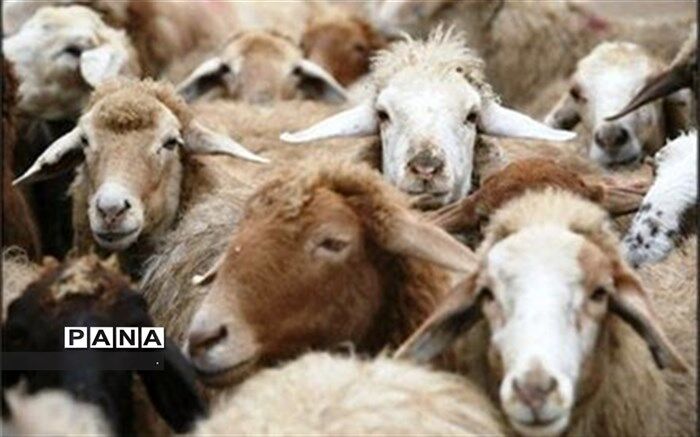 توزیع 53 هزار تُن تامین نهاده‌های دامی بین دامداران عشایر فارس