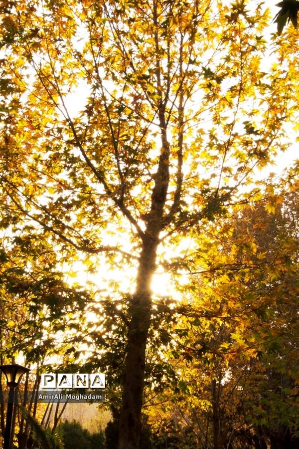 پاییز در مشهد