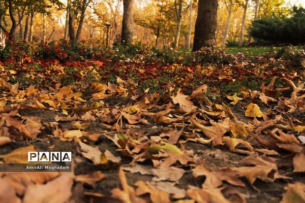 پاییز در مشهد