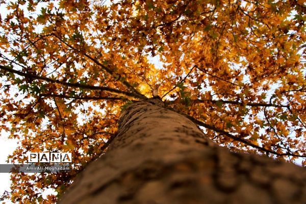 پاییز در مشهد