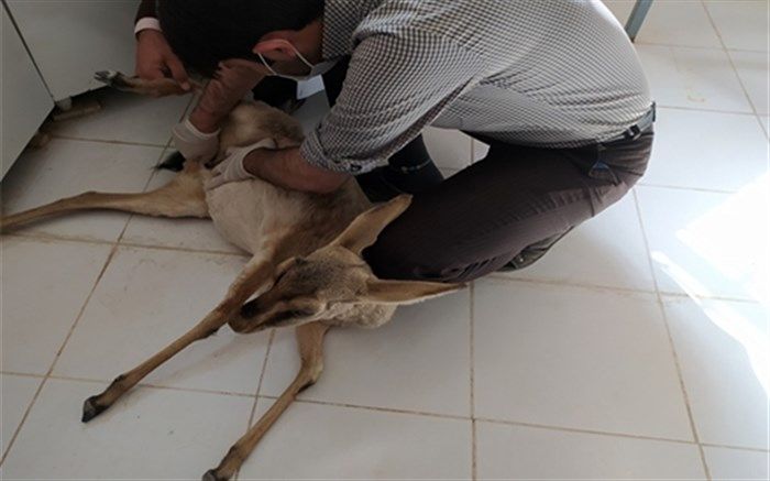 درمان یک راس آهو در شبکه دامپزشکی نهبندان