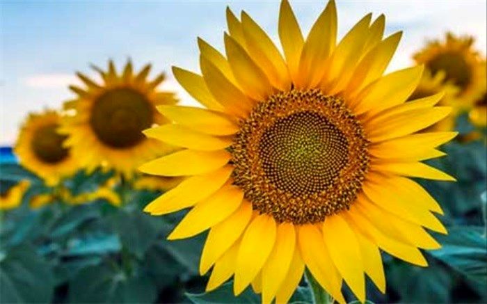 فایده  آفتابگردان بر سیستم گوارش