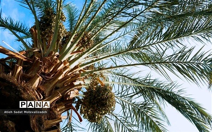 گمرک صادرات نخل به قطر را تایید کرد