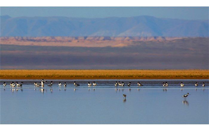 حقابه دائمی تالاب میل مغان تامین شد