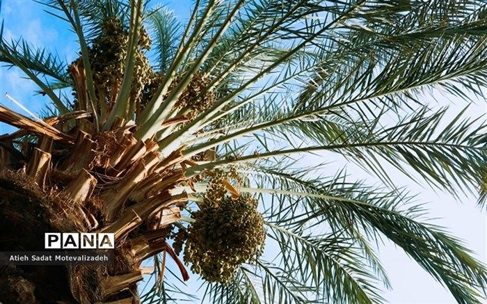 ماجرای خروج 570 اصله نخل از کشور چه بود؟