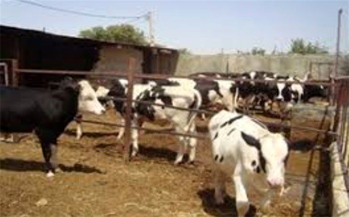 پرداخت کمک بلاعوض به دامپروران آسیب‌دیده تحت حمایت کمیته امداد در فارس