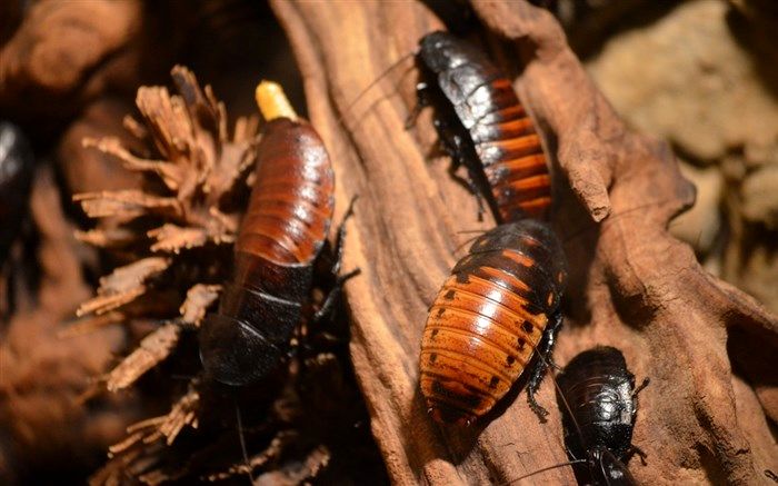 کسب وکار پرسود چینی‌ها