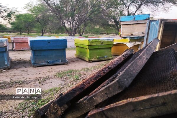طبیعت زیبا و پرورش زنبور عسل در روستای حبابه شهرستان امیدیه
