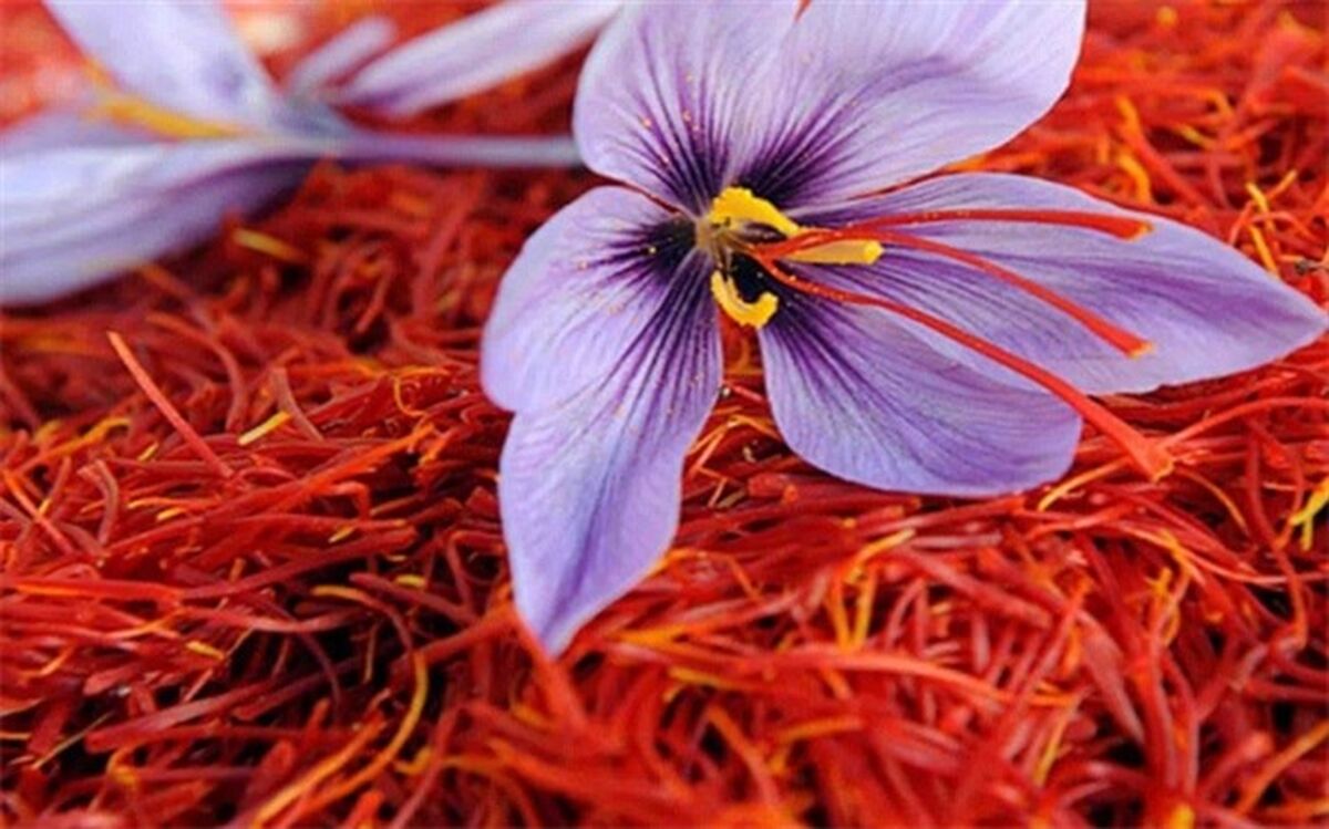 ضرورت بهره‌گیری از نظرات کشاورزان در تصمیم‌های  شورای ملی زعفران